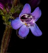 Penstemon humilis 18-9300